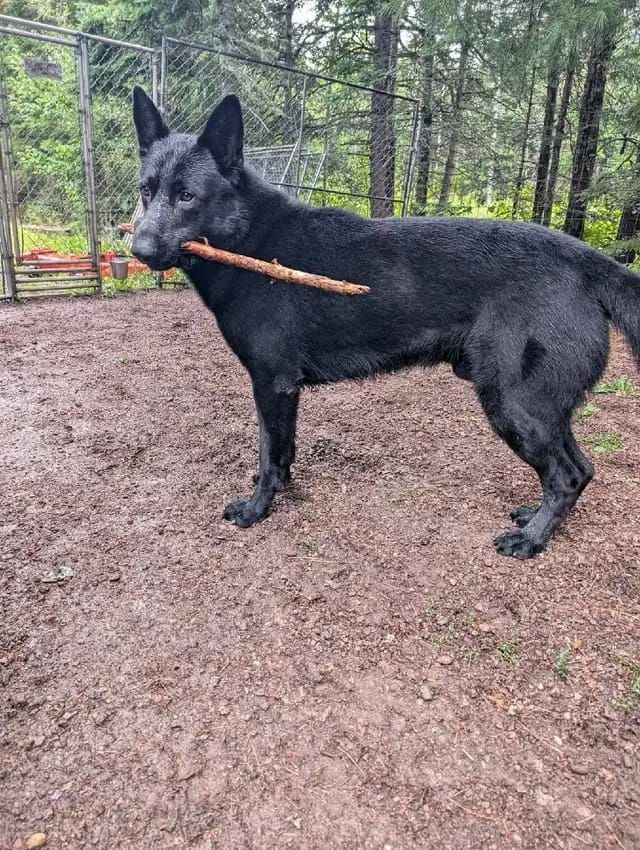 Deutsche Schäferhund-Welpen