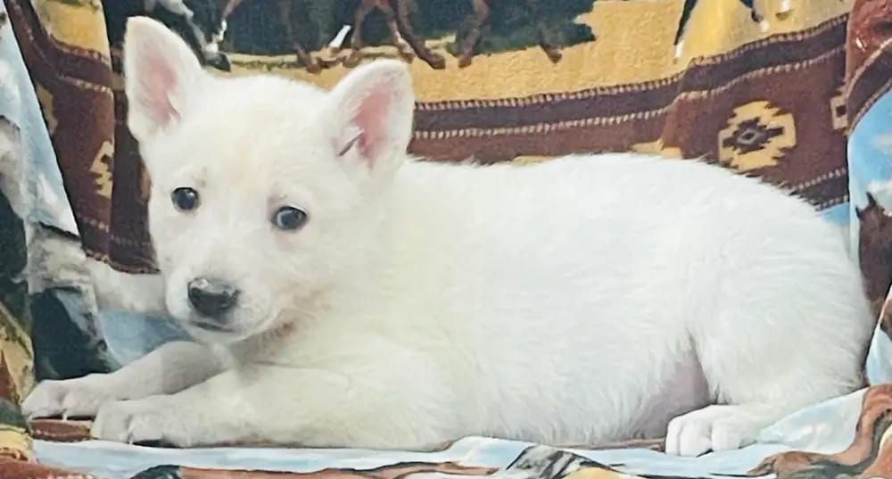 Deutsche Schäferhund-Welpen