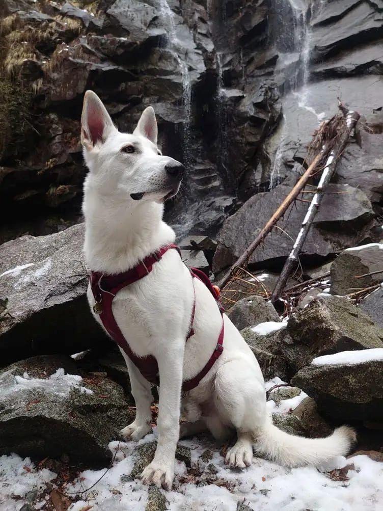 Deutsche Schäferhund-Welpen