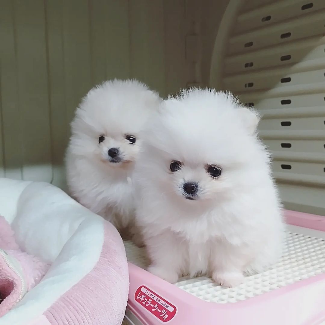 Wunderschöne Pomeranian-Welpen suchen ein liebevolles Zuhause