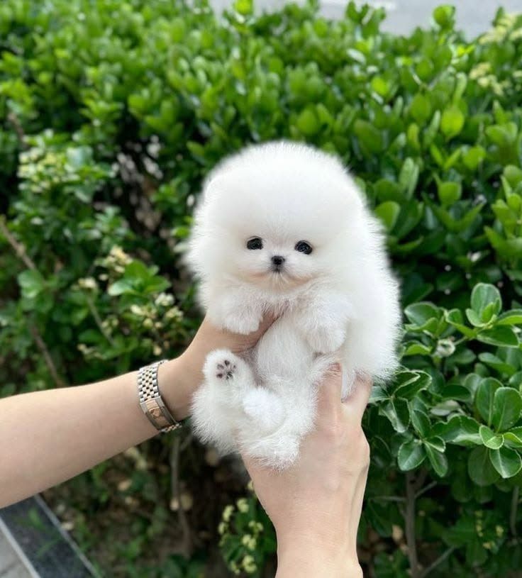 Wunderschöne Pomeranian-Welpen suchen ein liebevolles Zuhause