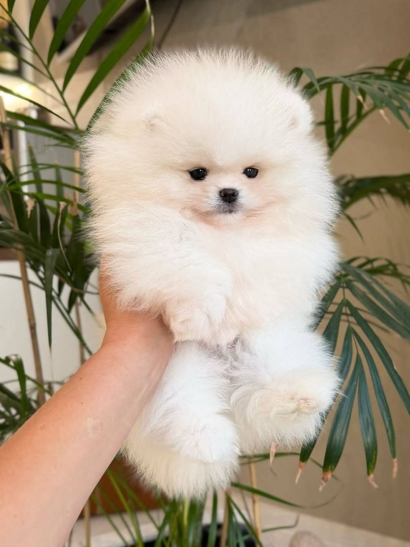 Wunderschöne Pomeranian-Welpen suchen ein liebevolles Zuhause