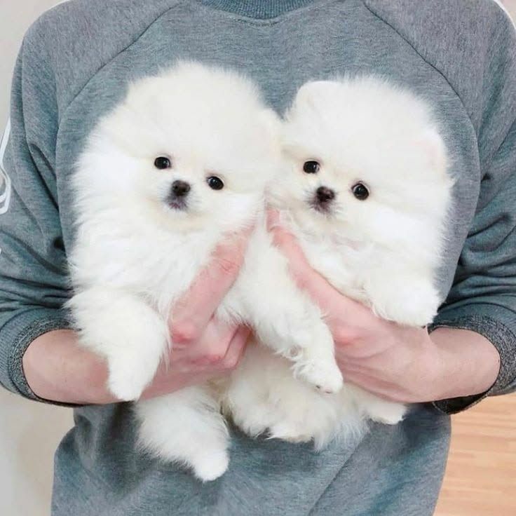 Reinrassige Zwergspitz-Welpen (Pomeranian) abzugeben