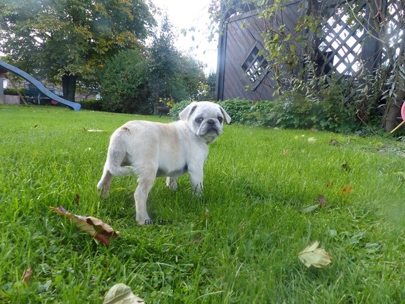 Nur noch 2 altdeutsche Mops Welpen, frei atmend, mit Stammbaum, suchen ein neues Zuhause
