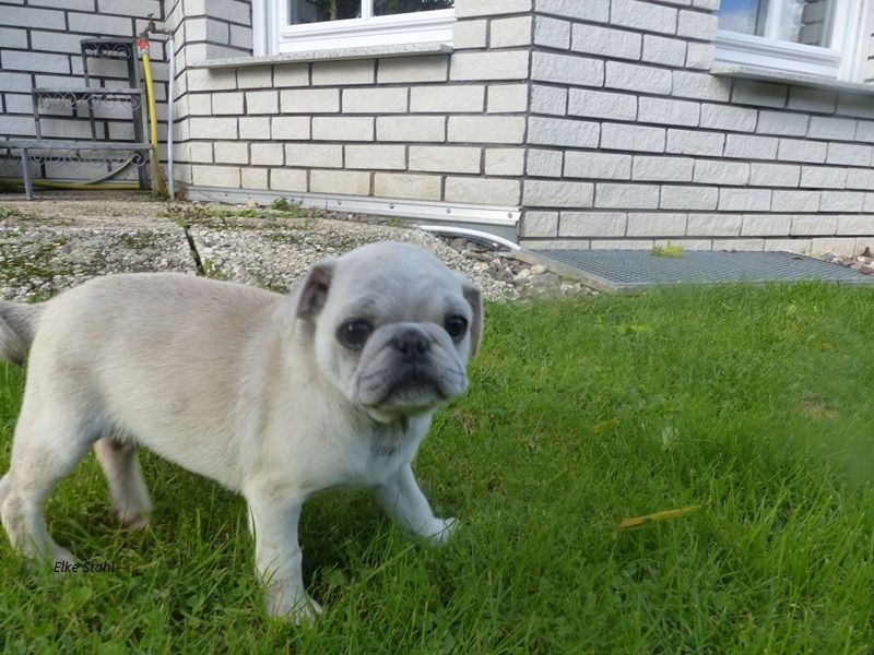 Nur noch 2 altdeutsche Mops Welpen, frei atmend, mit Stammbaum, suchen ein neues Zuhause