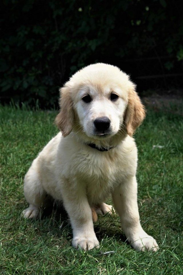 Golden Retriever-Welpen