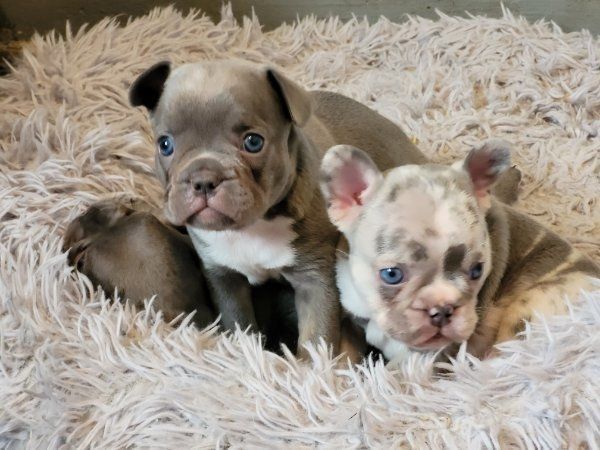Super Französische Bulldogge Welpen zu verkaufen