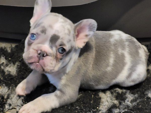 Super Französische Bulldogge Welpen zu verkaufen