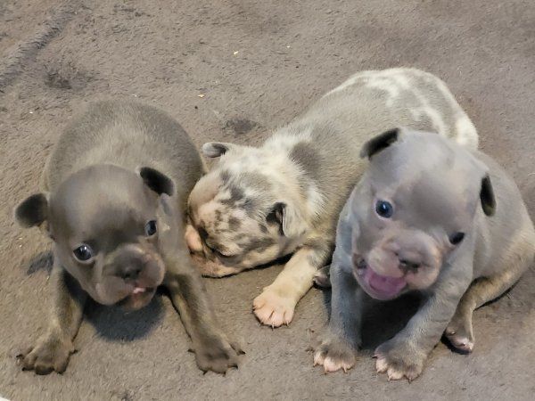 Super Französische Bulldogge Welpen zu verkaufen