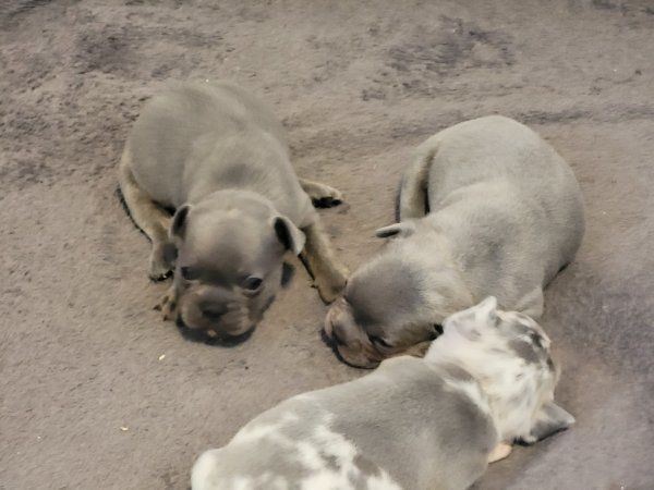 Super Französische Bulldogge Welpen zu verkaufen