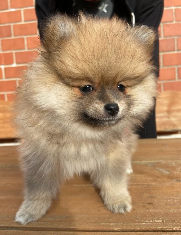 Pomeranian Zwergspitz