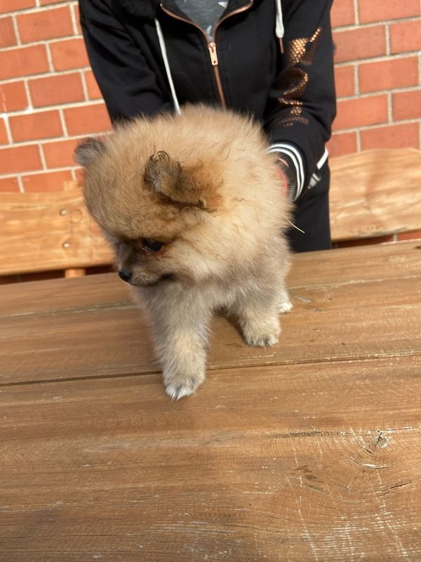 Pomeranian Zwergspitz