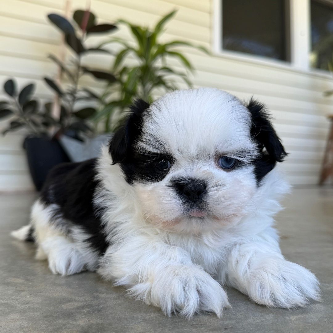 Wunderschöne Shih-Tzu Welpen suchen ein neues Zuhause.