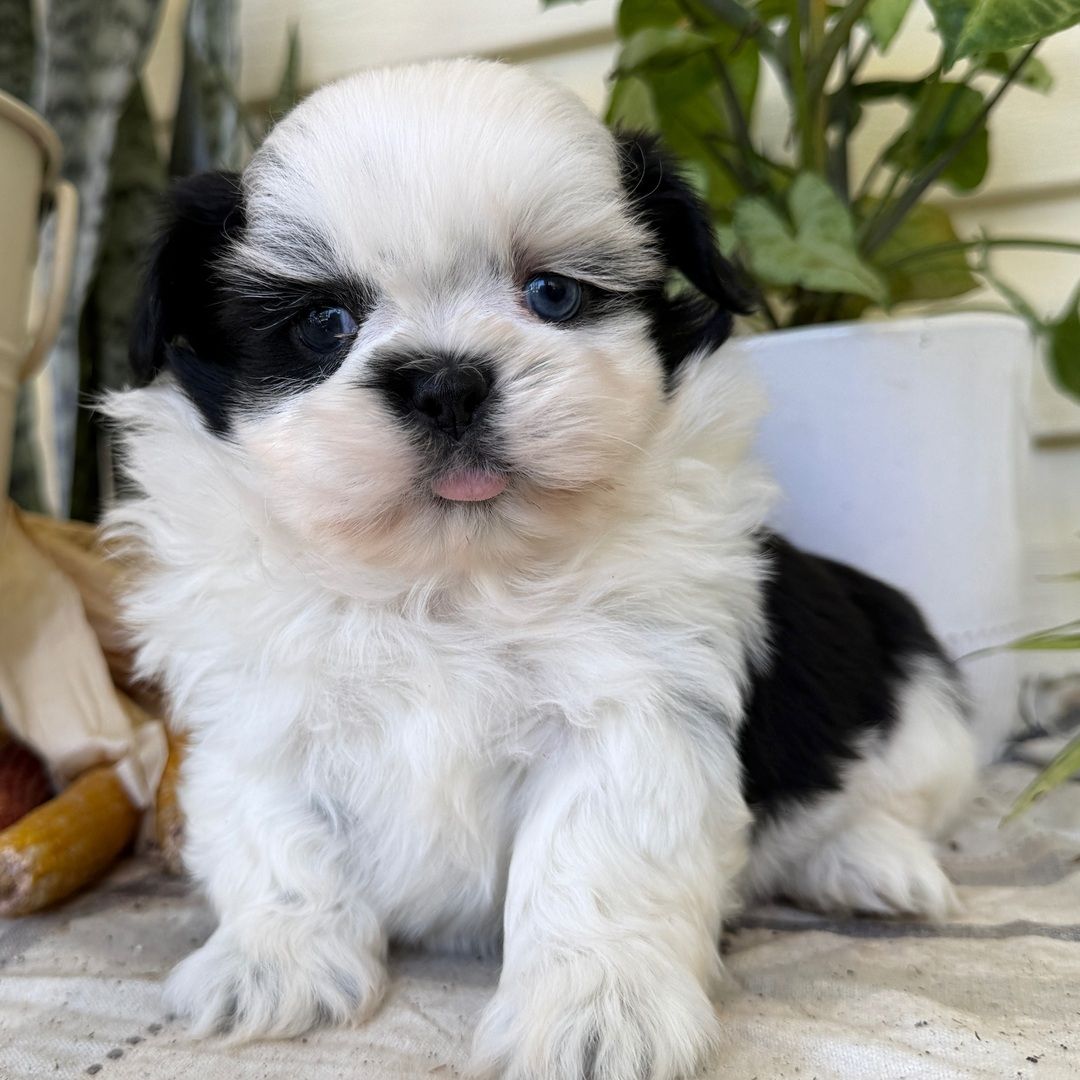 Wunderschöne Shih-Tzu Welpen suchen ein neues Zuhause.