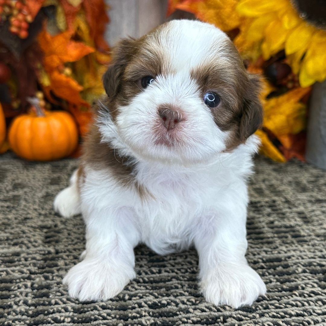 Shih Tzu Shi Tzu Welpen Mädchen & Jungs ab sofort !