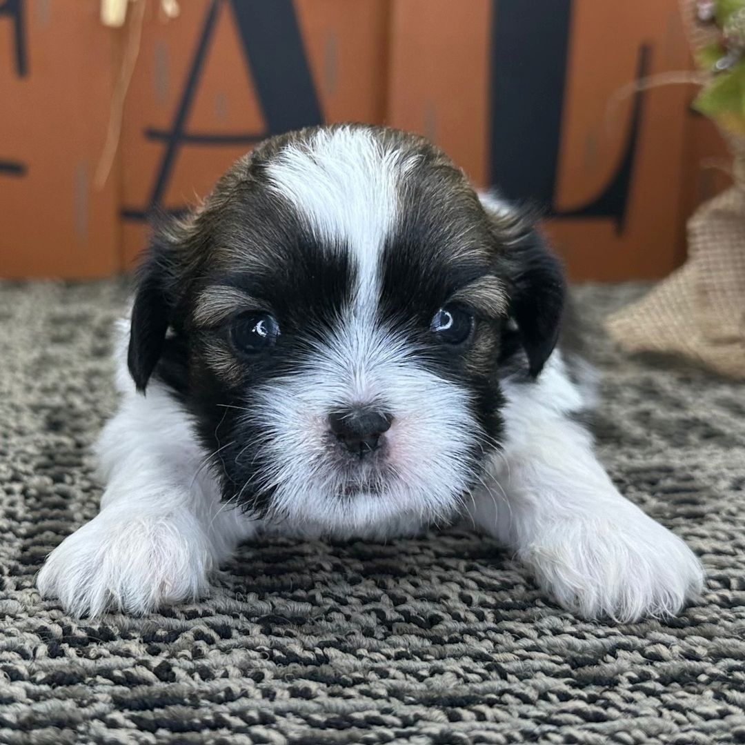 Bei Berlin: Wunderschöne Shih Tzu Welpen abgabebereit!