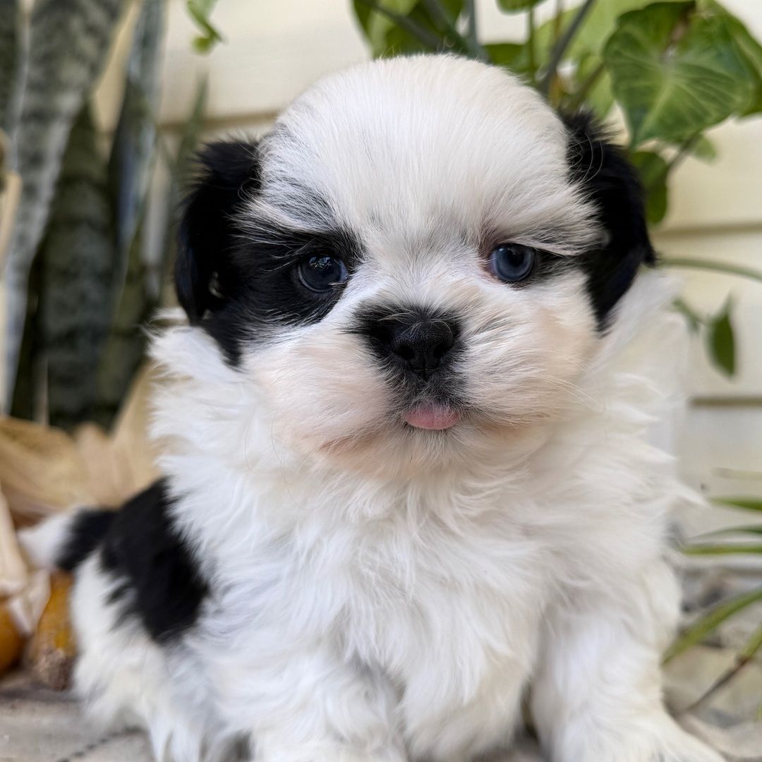 Beautiful Shih Tzu puppies are looking for their forever homes