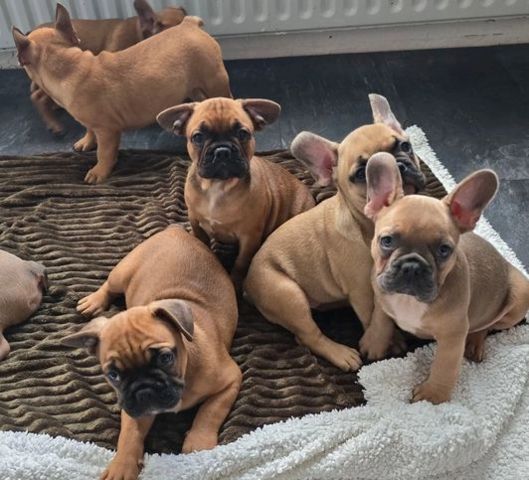 🐾Wunderschöne Französische Bulldoggen Welpen zu verkaufen🐾 .
