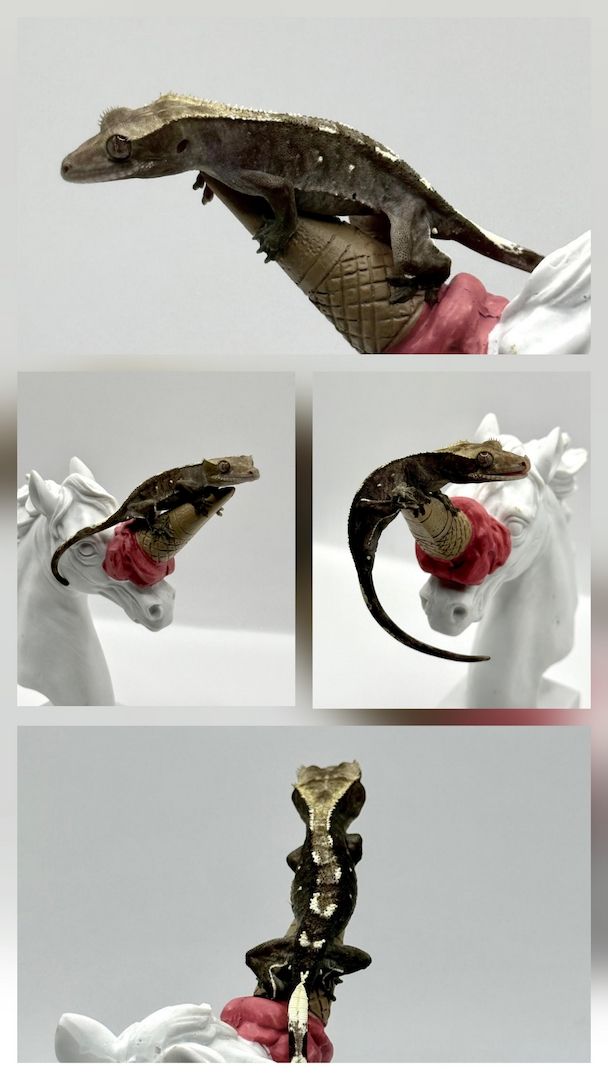 1.0 Kronengecko Axanthic