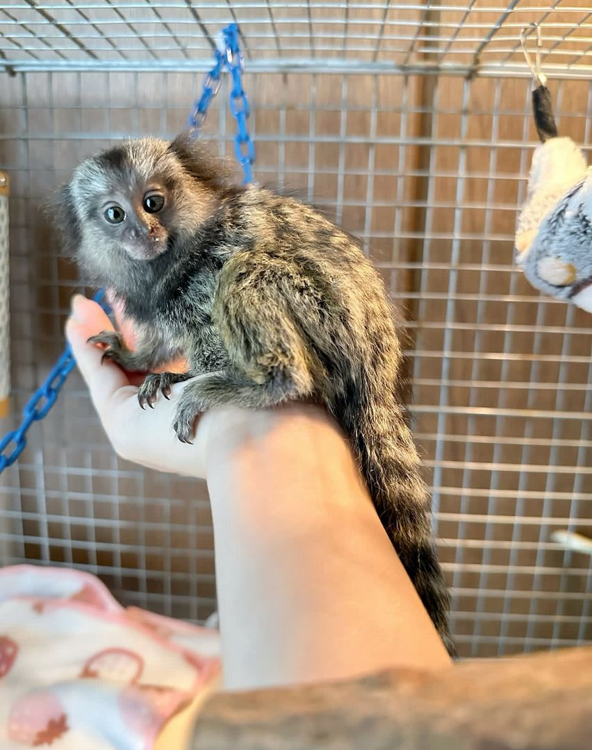 Marmosetten (Krallenaffen) abgabebereit