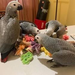 Papageieneier und Papageienvögel jetzt zum Verkauf
