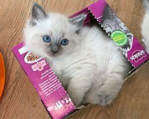 Bezaubernde Ragdoll-Kätzchen (männlich und weiblich) abzugeben