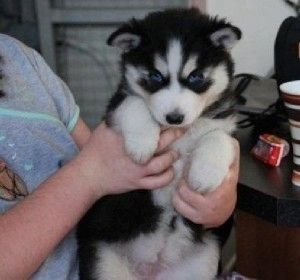 Siberian-Husky-Welpen