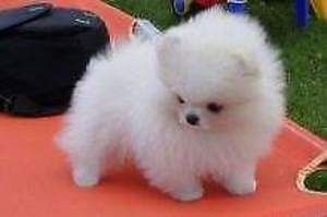 Super süße Pomeranian-Welpen