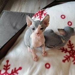 Sphynx-Kätzchen jetzt erhältlich
