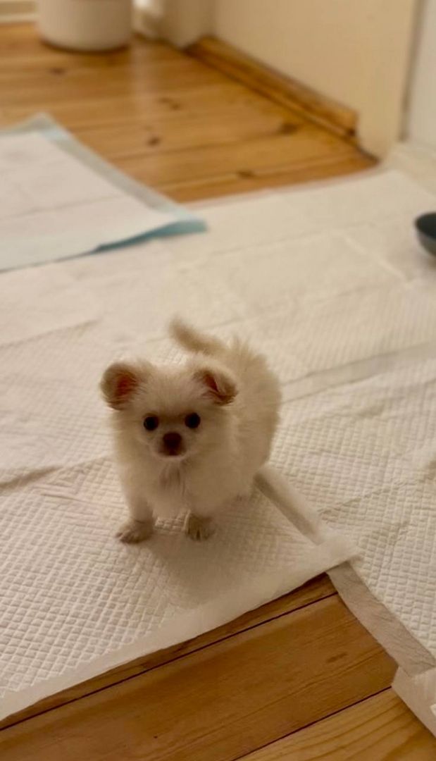 Liebevoller Langhaar-Chihuahua sucht sein Für-immer-Zuhause