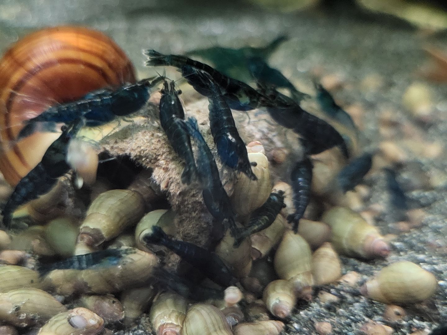 Midnight Blue Garnelen Neocaridina davidi schwarz blau10 St = 18€