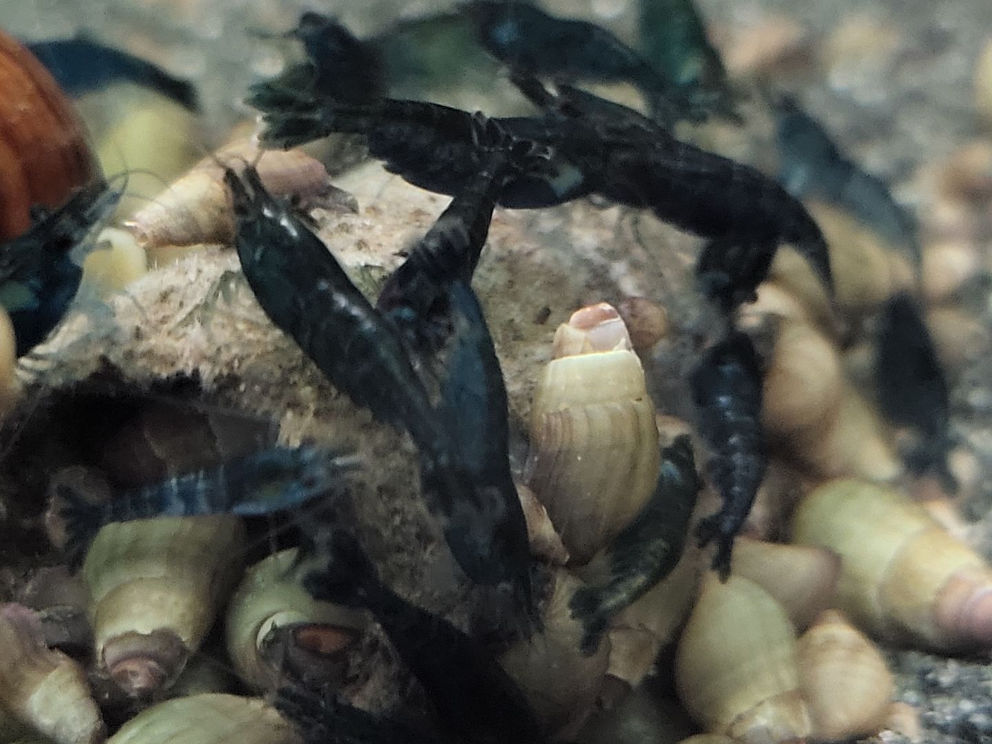 Midnight Blue Garnelen Neocaridina davidi schwarz blau10 St = 18€