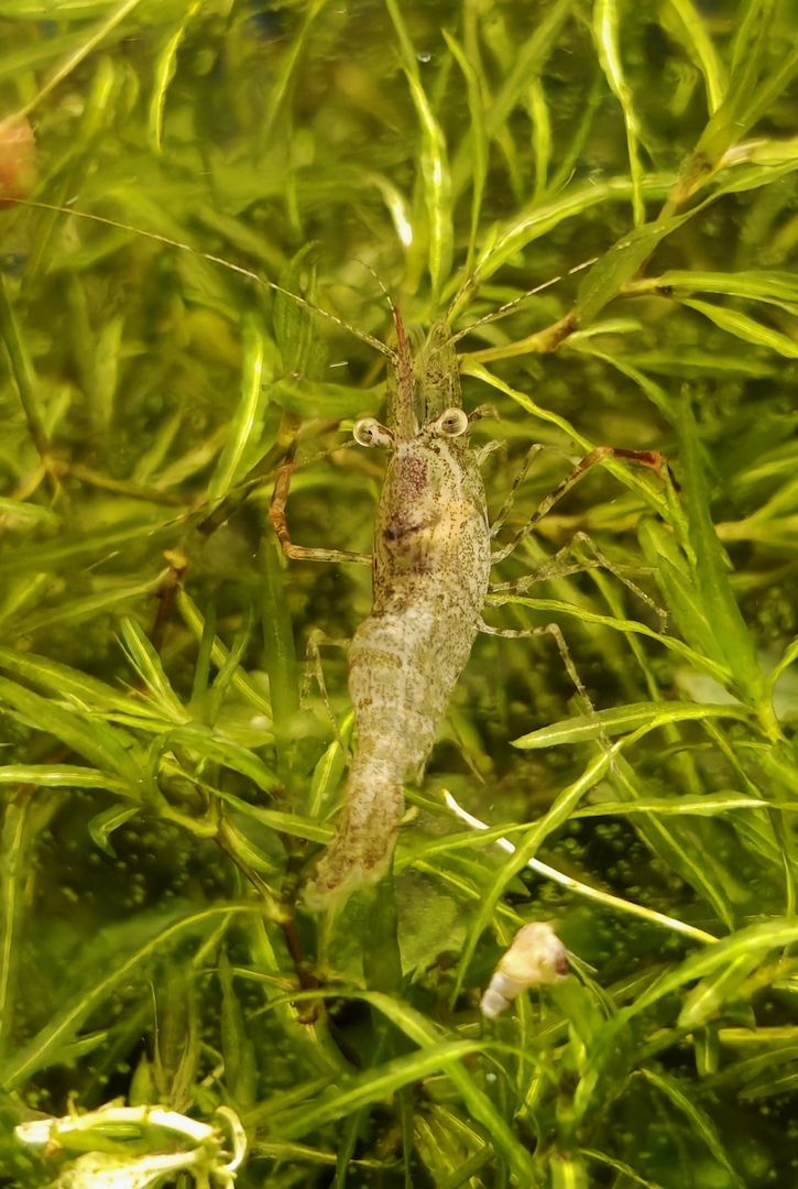 Rotscherengarnelen Macrobrachium peguensis (Planarienfresser)