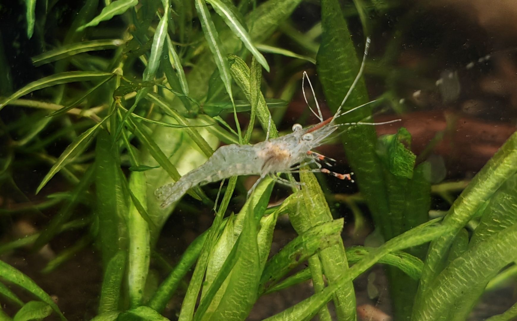 Rotscherengarnelen Macrobrachium peguensis (Planarienfresser)