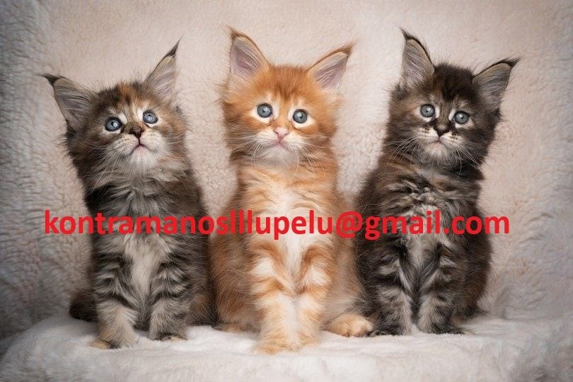 Maine Coon -Kätzchen zu verkaufen.