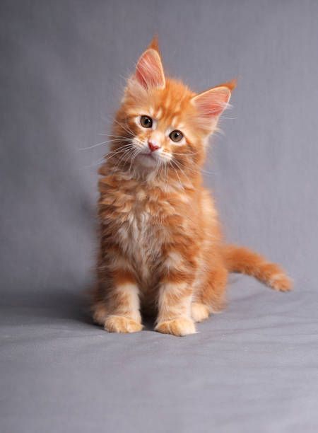 Maine Coon -Kätzchen zu verkaufen.