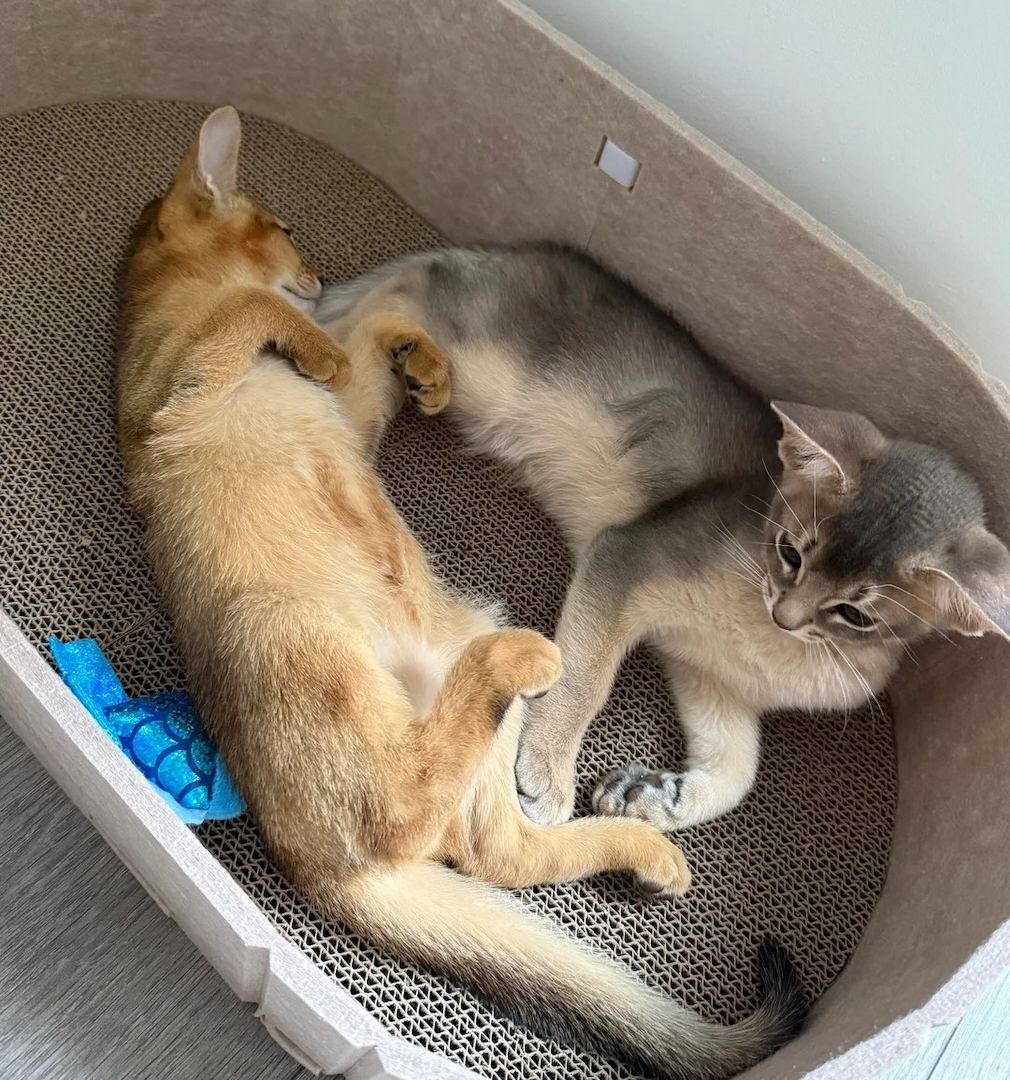 🐾 Abessinier-Kätzchen zu verkaufen 🐾