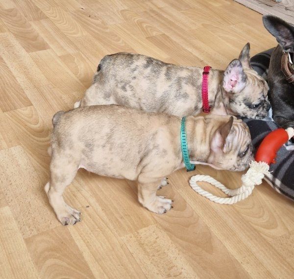 Französische Bulldoggen Welpen