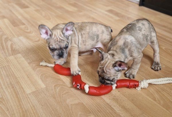 Französische Bulldoggen Welpen