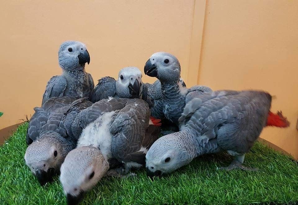 Superzahme sehr liebe Kongo-Graupapageienbabys