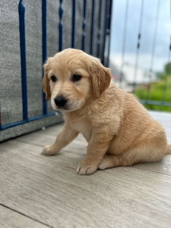 Golden Retriever Welpen suchen liebevolles Endzuhause