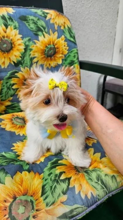 Mini Yorkshire Terrier Welpen