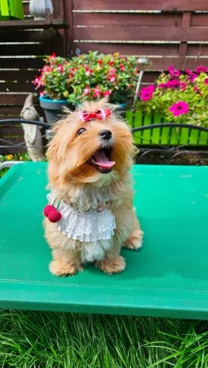 Mini Yorkshire Terrier Welpen