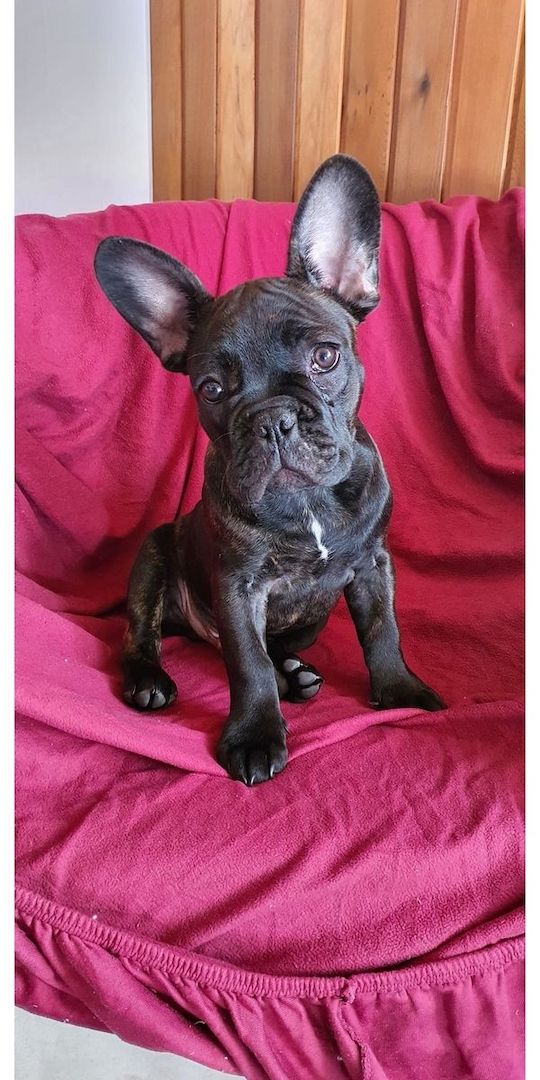 französische Bulldog Welpen