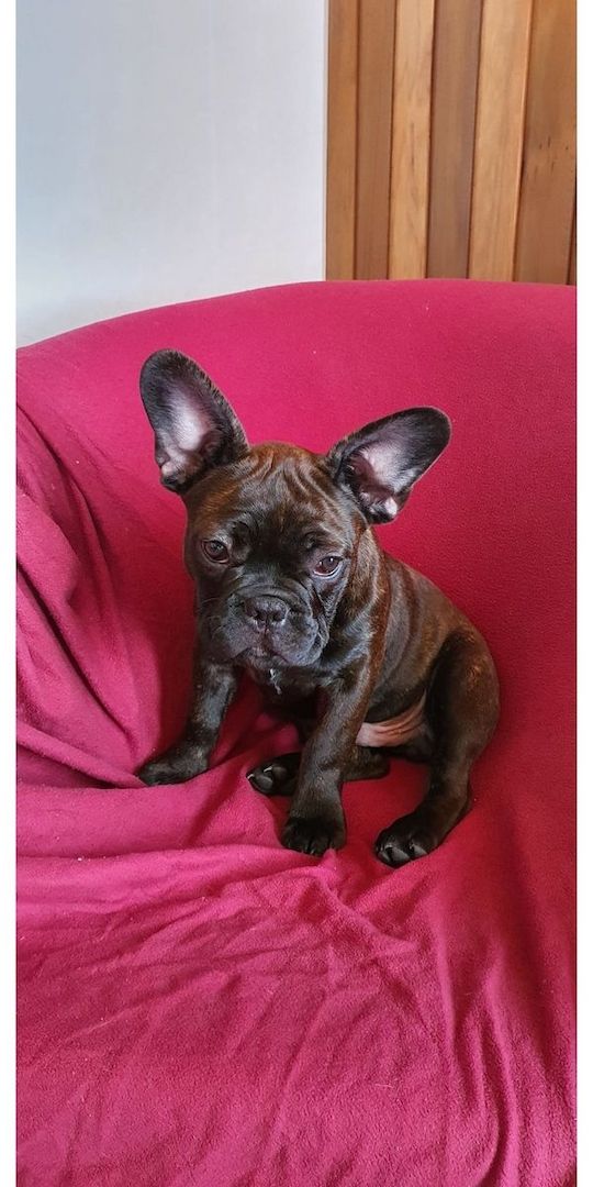 französische Bulldog Welpen