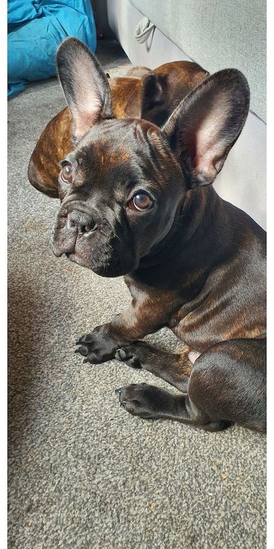 französische Bulldog Welpen
