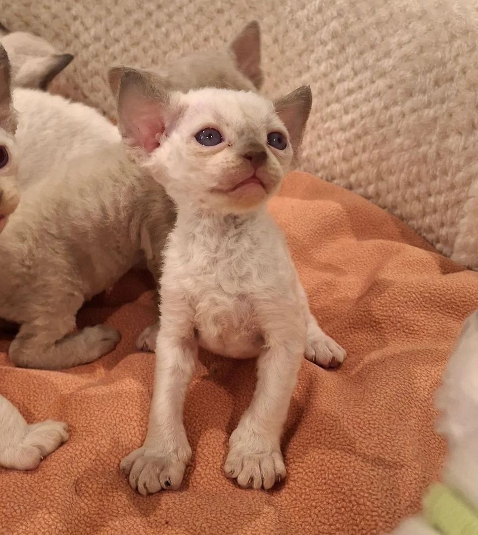 🐾Devon-Rex-Kätzchen zu verkaufen🐾