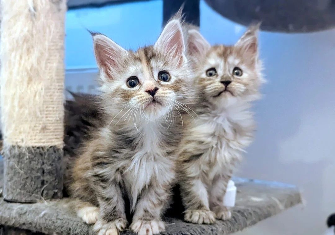 🐾Wunderschöne Maine-Coon-Kätzchen zu verkaufen🐾