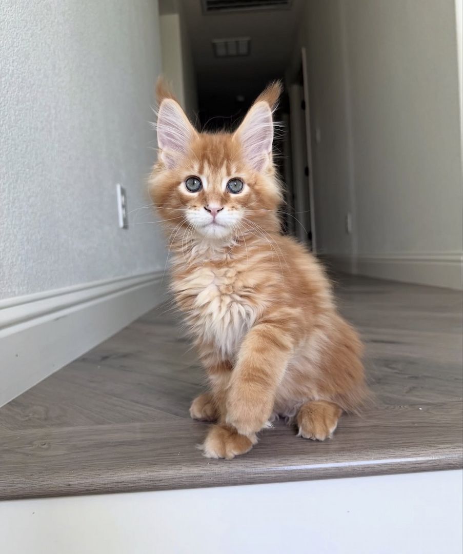 männliches und weibliches Maine-Coon-Kätzchen