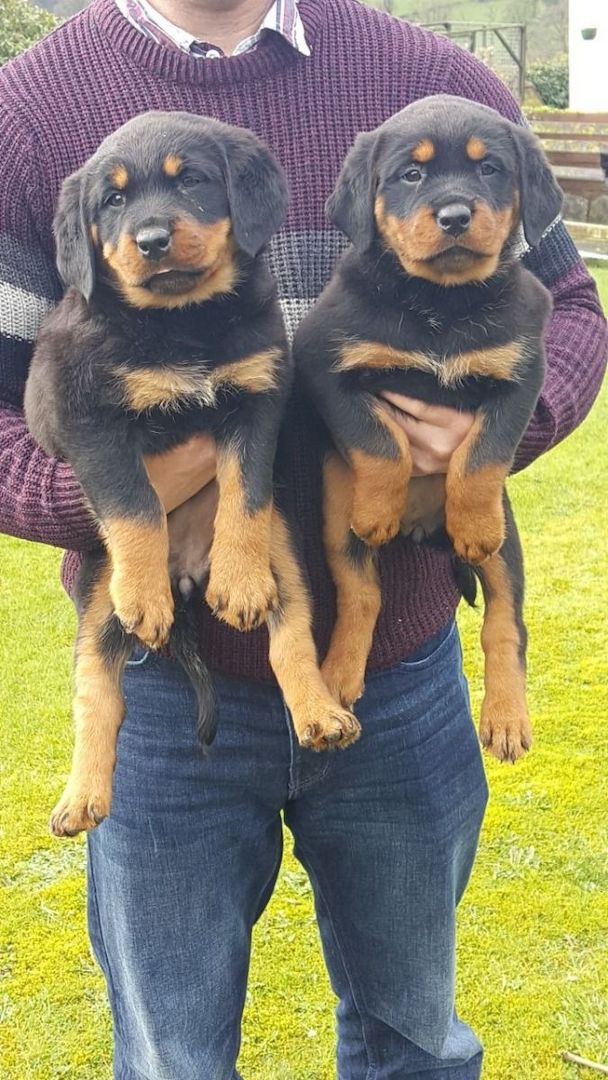 Rottweiler-Welpen zur Adoption